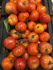 big tomato very fresh