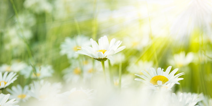 Margeriten vom Sonnenlicht angestrahlt