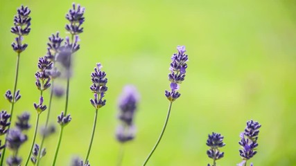 Seamless loop, close up of blooming lavender flowers moving in the wind on green background - Video HD