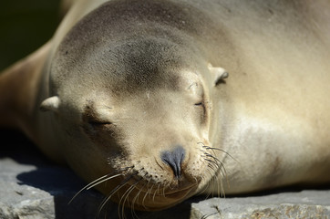 Nahaufnahme von Seehund