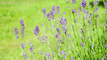 Seamless loop, close up of blooming lavender flowers moving in the wind on green background - Video HD