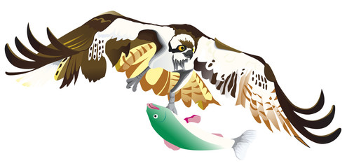 balbuzard emportant un poisson