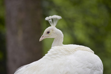 Majestic white peacock