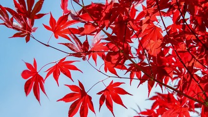 Seamless loop, red colorful autumnal maple leaves, blue sky background - Autumn concept, video HD