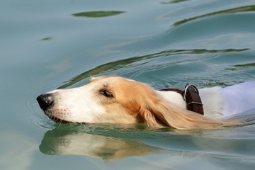 Summer swimming