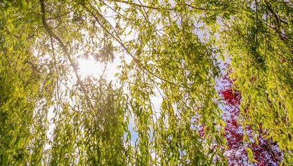 Seamless loop - sun beam between the branches of a weeping willow tree, nature concept - Video HD