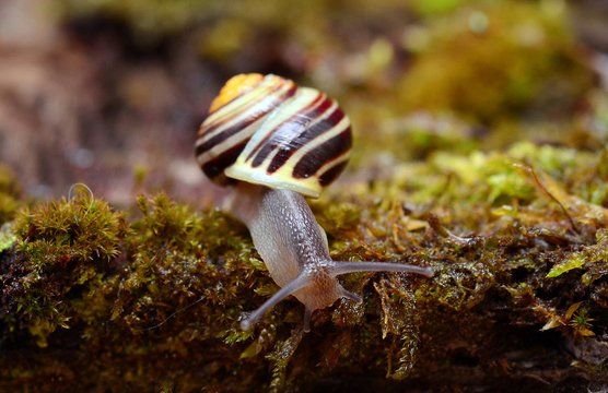 Schnirkelschnecke