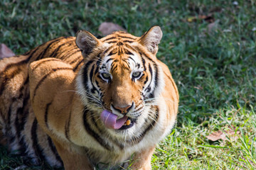 Fototapeta na wymiar Ein großer Tiger schaut mich auf der Safari direkt an