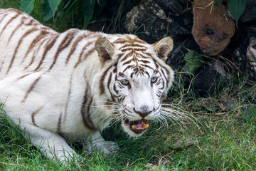 Ein seltener weißer Tiger schaut mich auf der Safari direkt an