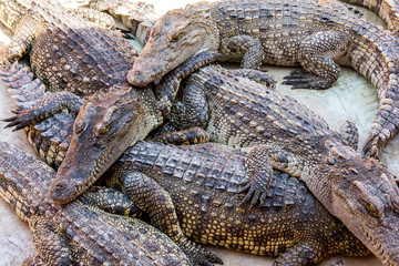 viele Krokodile liegen zusammen in der Sonne