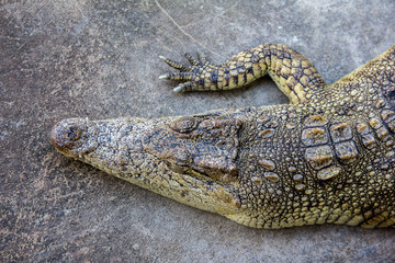 ein großes Krokodil liegt in der Sonne