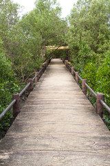Obraz premium pathway between mangrove forest in phuket, Thailand