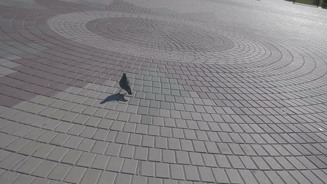 Gray pigeon walking along the asphalt