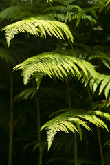 Green Fern leaf fronds