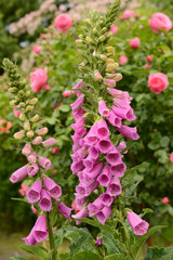 Obraz premium Blumen 806
