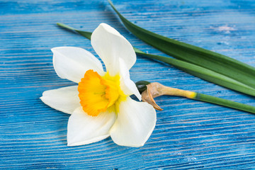 Several white daffodils on blue background
