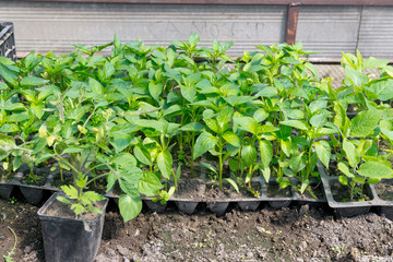 Growing peppers in greenhouses, agricultural business, pepper sprout