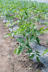 Tomato seedling before planting into the soil, greenhouse plants, drip irrigation, greenhouse cultivation of tomatoes in agriculture, hard-working farmer hands