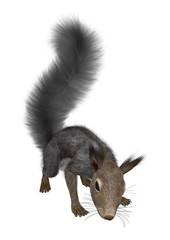 3D Rendering Eastern Grey Squirrel on White