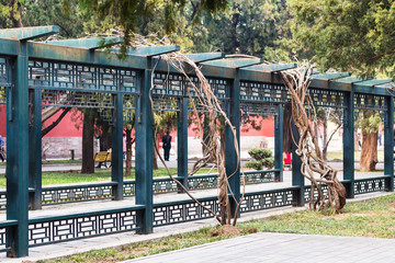 alley in public park in Beijing city in spring