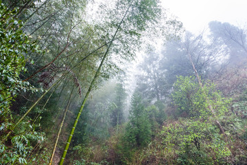 wet rainforest in area of Dazhai
