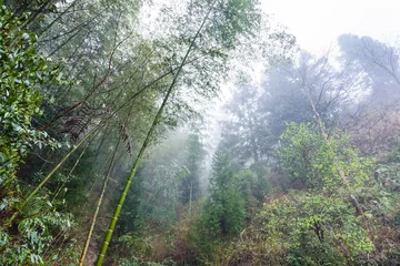 Afwasbaar fotobehang wet rainforest in area of Dazhai © vvoe