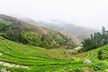 Fototapeta na wymiar view of wet terraced rice fields under clouds