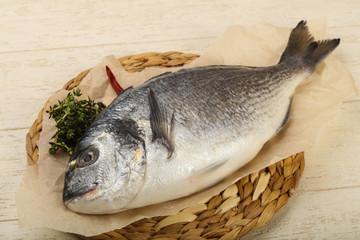 raw dorada fish