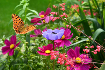 Schmetterling 355