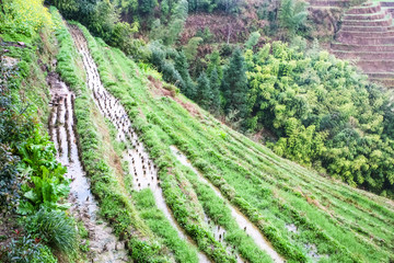 Obraz premium above view of rice beds on terraced slope