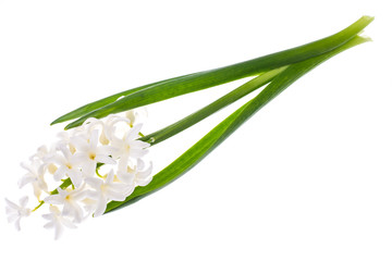 Single cut flower of white hyacinth
