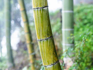 wet bamboo trunk close up in mist rainforest