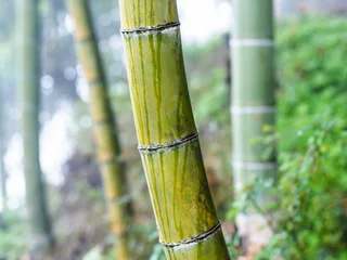 Foto op Canvas wet bamboo trunk close up in mist rainforest © vvoe