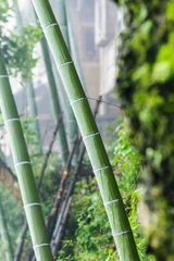 Fototapete Rund wet bamboo trunk in Tiantou village © vvoe