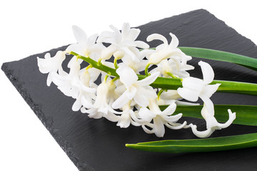 Single cut flower of white hyacinth