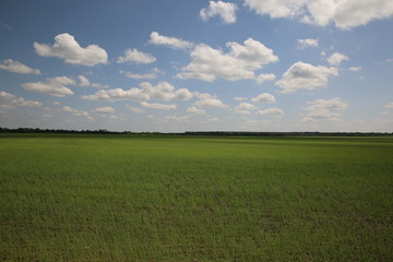 green field and blue sky