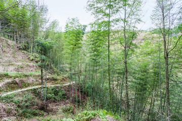 woods and path on mountain slope in Dazhai