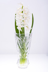 White fragrant hyacinth in vase