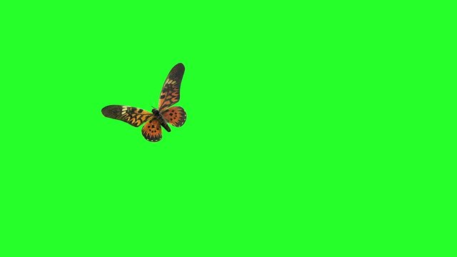 a butterfly flying on a green background