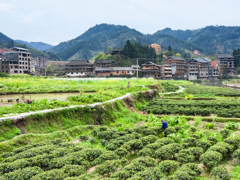 tea bushes in Chengyang village