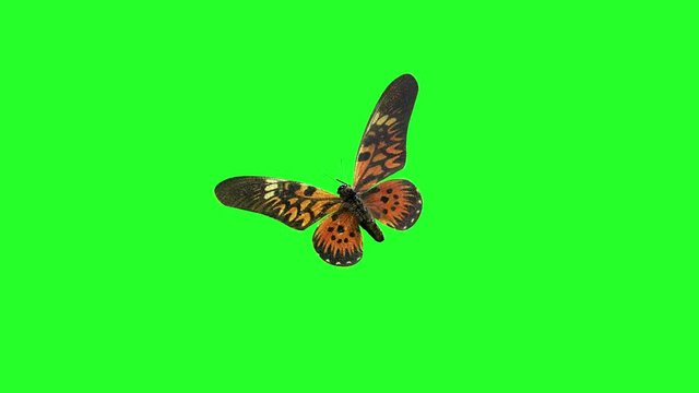 a butterfly flying on a green background