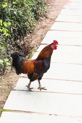 red and black cock crows on street in Chengyang