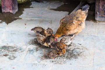 hen with chicks pecking grains on street