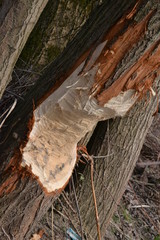 Beaver's job