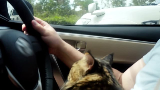 Maine Coon cat traveling with a host in car. 3840x2160, 4k