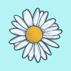 Chamomile, camomile flower floral hand drawn engraving vector illustration. White flower on blue