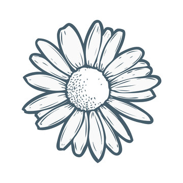 Daisy Outline Images Browse 33 412