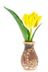 One yellow tulip in vase