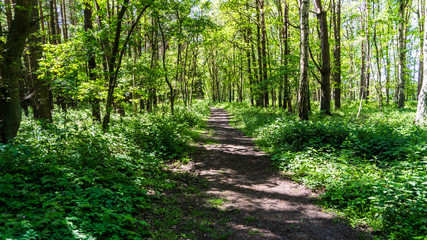 Obraz premium path through the forest - landscape