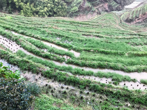 above view of paddy on terraced field in rain